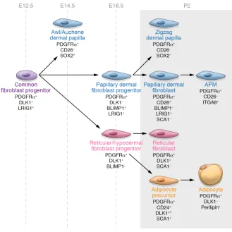 Figure 3. Mouse dermal fibroblast lineages. Dermal fibroblasts derive from common fibroblast pro-genitor cells and differentiate into specific lineages by postnatal day 2 (P2)