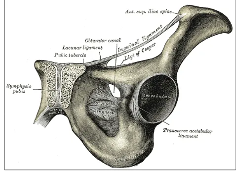 FIG 02. INGUINAL LIGAMENT AND ITS REFLECTIONS 