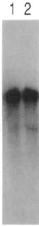 Figure 3 no difference with the  pMT4 plasmid, which indicates that  there is shows a Northern blot of these RNAs probed in TRP-1 mRNA size or abundance