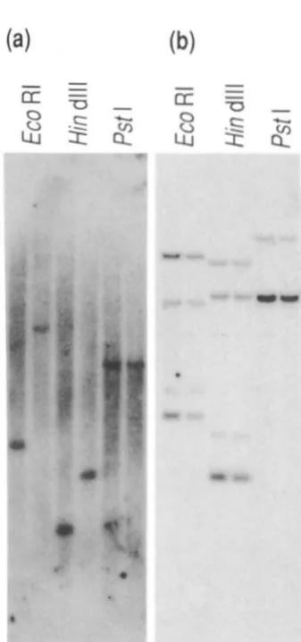 Figure 4 shows this allele is compared allele and  the  C3H wild-type gene  (Figure  41~)
