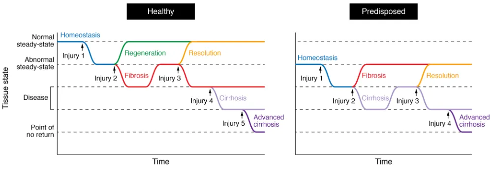 Figure 2. Periodicity of damage alters the ability of the tissue to return to homeostasis