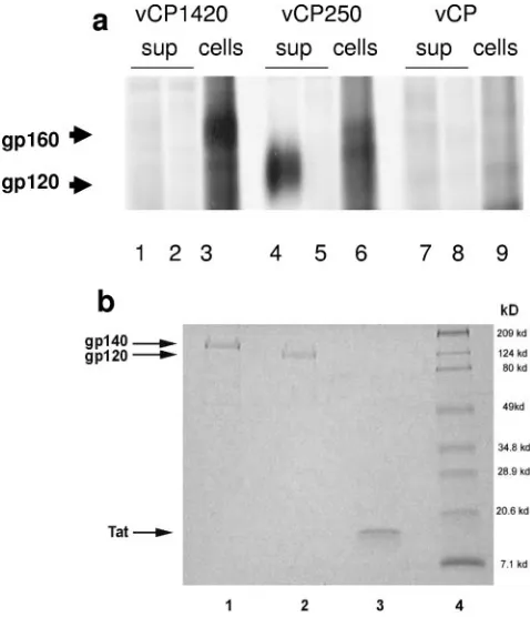 FIG. 1. (a) Expression of HIV-1IIIBsupernatants (lanes 1, 2, 4, 5, 7, and 8) were lysed and immunopre-cipitated with normal human serum (lanes 2, 5, and 8) or serum froman HIV-1-infected individual (lanes 1, 3, 4, 6, 7, and 9) and analyzed bySDS-PAGE, as d