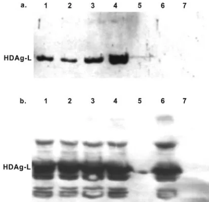 FIG. 5. Chimeric HBsAgs containing foreign CTL epitopes pack-age HDAg-L for secretion