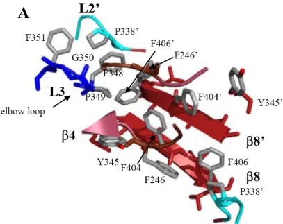 Figure 2. (A) Interface composition of caspase-9 (PDB entry 1JXQ). Upon substrate 