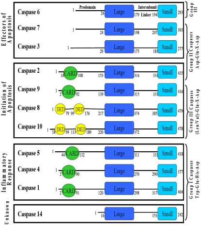 Figure 2. Organization of and classification of the caspase subfamilies. Structural motifs 