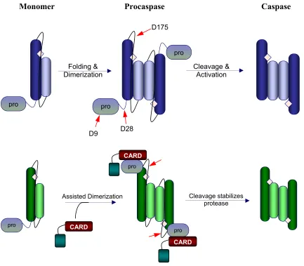 Figure 3. Schematic representation of the caspase maturation process. Effector caspases 