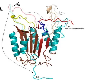 Figure 5. (A) The movements of the active site loops are highlighted. Loops shown as 