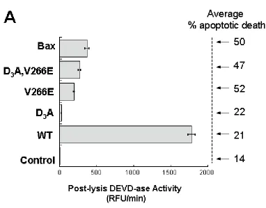 Figure 8. WT Caspase-3 Lysates Display Higher DEVD-ase Activity than Those of 