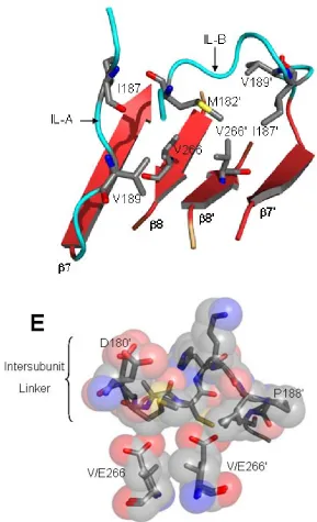 Figure 19. (D) Hydrophobic cluster in the inactive procaspase-3 centered about 