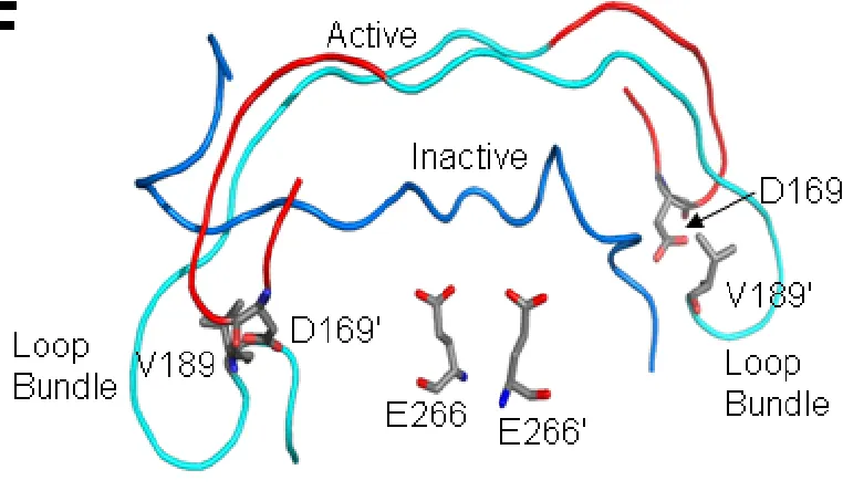 Figure 20. (F) Comparison of the IL in the inactive and active procaspase-3. H-