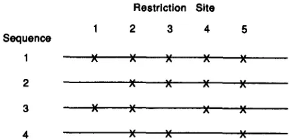 TABLE 1 Restriction  Slte 