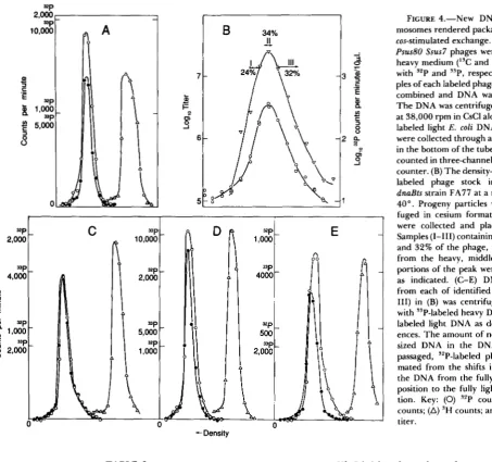 FIGURE 4.-New DNA Bus80 cos-stimulated exchange. mosomes rendered packageable by a at ples of each labeled phage stock were heavy medium with were collected through  a needle hole The combined and in the bottom of the  tube, dried,  and labeled light label