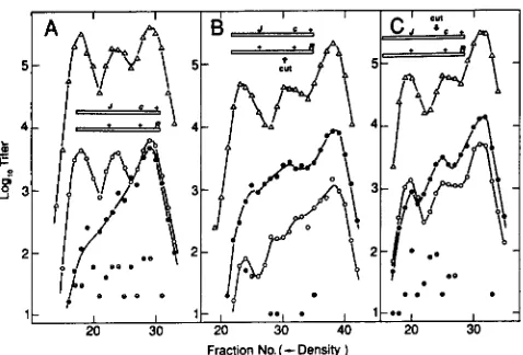 FIGURE 7.-RecA+ helper phageJtsl5 scored selectively on  the were crossed with heavy Rsus5  parent cuttable