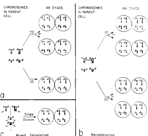 FIGURE followed by either A FD or gation  of chromosomes  are  drawn similar in length  and  shape  but  different in width