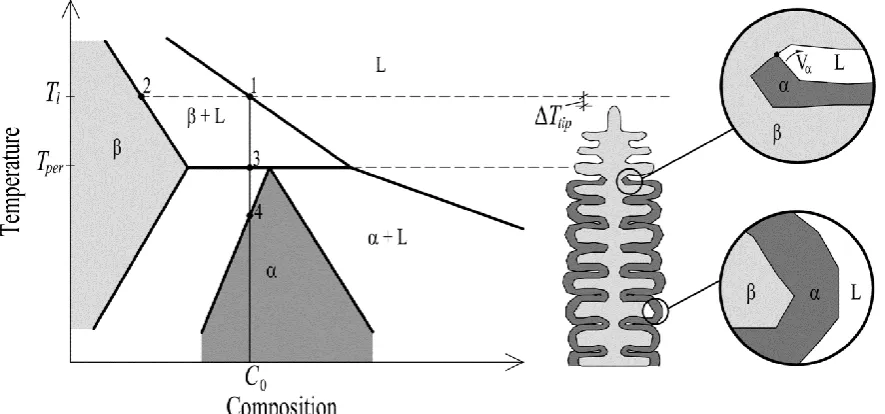 Fig. 2.6  A binary peritectic phase diagram and hypoperitectic dendrite morphology. The inserts illustrate a peritectic reaction (upper) a peritectic transformation (lower), adapted from [4]
