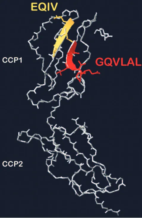 FIG. 7. Positions of Estructure (7). Both peptides, E66QIV6982 (yellow) and G87(red), are located on antiparallel beta sheets in CCP1, forming aQIV69 and Gmodel (35) on the basis of human CD46 CCP1 and CCP2 crystal66QVLAL peptides in CCP1and CCP2 of bovine