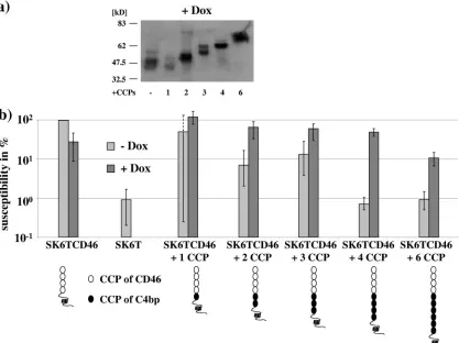 FIG. 8. The distance between the virus binding domain and the plasma membrane inﬂuences the receptor function