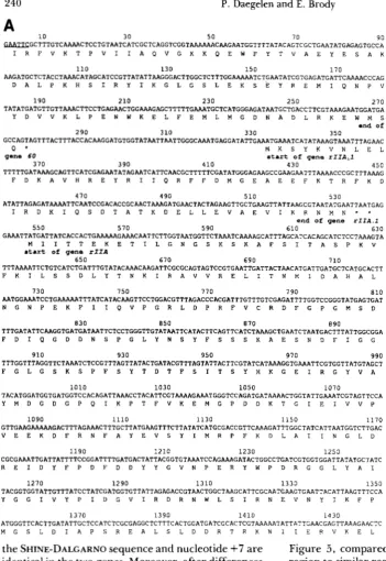 Figure 5, compared  the rZZA RNA  sequence in this region to similar regions  from other proteins sensitive 