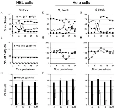 FIG. 3. Plating efﬁciency and replication of the wild-type virus and 22/n199 on restrictive and permissive cells synchronized by isoleucinedeprivation and double thymidine blocks