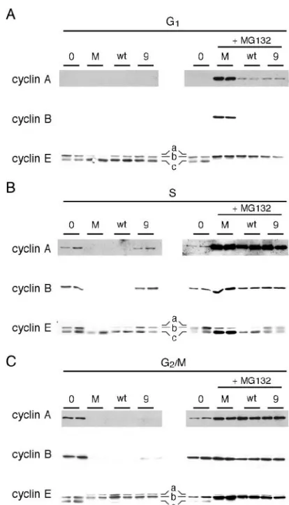 FIG. 4. ICP22 and/or Uand GS1.5 protein expression affects levels of S--speciﬁc cyclins during infection