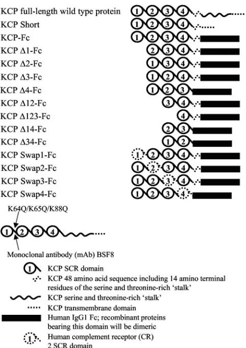 FIG. 1. Schematic of the recombinant forms of KCP. The wild-typeand SCR deletion and replacement recombinant forms of KCP con-