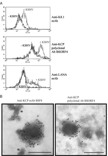 FIG. 2. Detection of KCP on the surface of KSHV. (A) KCP is detectable on the surfaces of cells inoculated with KSHV