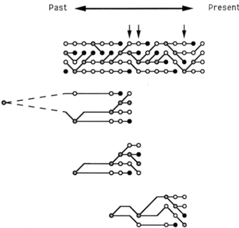 FIGURE 1 relationships can take place. The bottom three figures show the genealogical model
