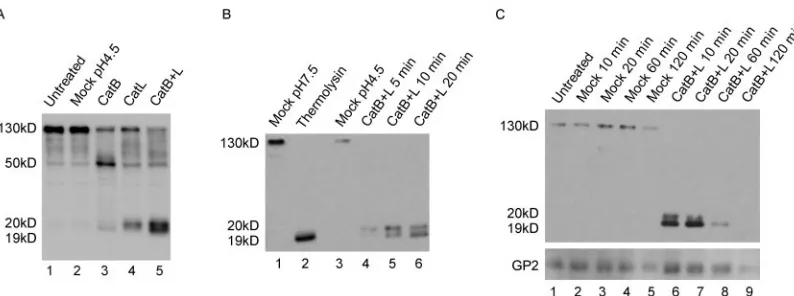FIG. 2. Cleavage of Ebola virus GP by CatB and CatL. (A) VSV-GP was treated with no enzyme (mock) or 20 �were quenched and analyzed by Western blotting for GP1 and GP2