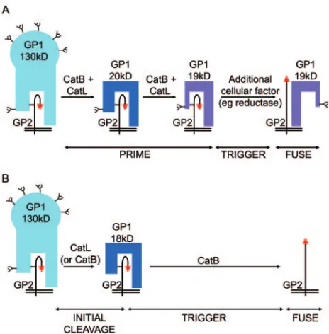 FIG. 4. Models of GP-mediated fusion. (A) In our model, initialcleavage of GP1 (by CatB, CatL, or other proteases) removes the