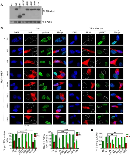 Figure 7. BH1 and BH3 domains are required for Mcl-1 promotion of HR-dependent DSB repair and clonogenic survival