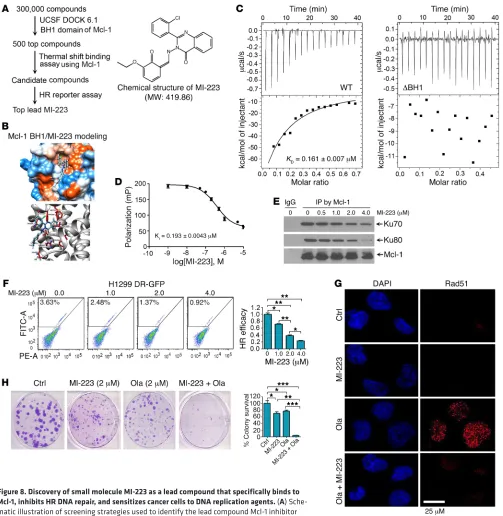 Figure 8. Discovery of small molecule MI-223 as a lead compound that specifically binds to Mcl-1, inhibits HR DNA repair, and sensitizes cancer cells to DNA replication agents