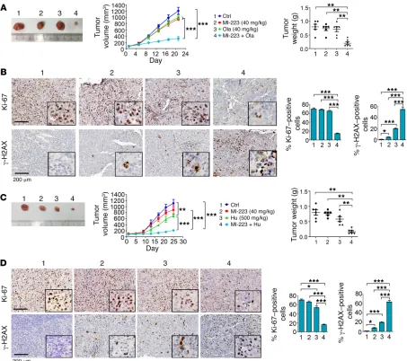 Figure 9. MI-223 synergizes with DNA replication stress agents against lung cancer in vivo