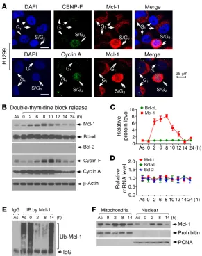 Figure 1. Mcl-1 is cell cycle–regulated with expression peak-ing in S/G2 phase. (A) CENP-F and cyclin A as S/G2 markers were coimmunostained with Mcl-1 in H1299 cells