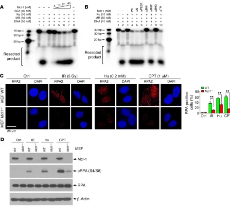 Figure 6. Mcl-1 promotes DNA resection in cell-free system and in cells. (phospecific RPA2 antibody following exposure of MEF WT or MEF CPT (1 **A and B) 5′-End-labeled forked DNA substrate was incubated with MR complex in the absence or presence of Ku and