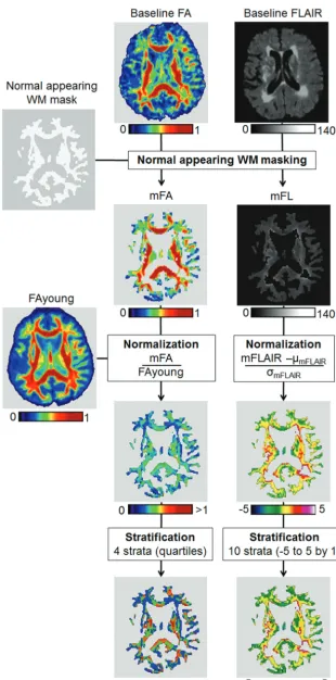 FIG 1. Flow chart of FA and FLAIR image normalization. WM: � and � indicate, respectively,mean and SD.