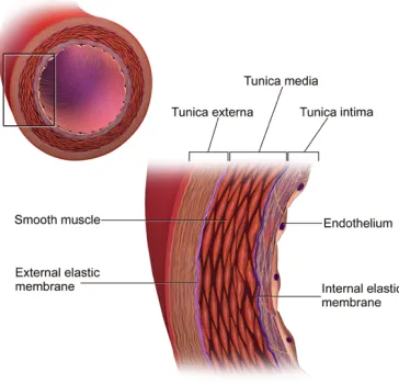 Figure 2.2-2 The structure of an artery wall [4] 