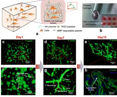 Figure 2.5-6 A 3D hyaluronic acid hydrogel and the formation of a 3D pattern of vascular 