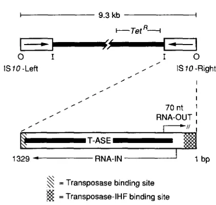 FIGURE 1 .-The structure of’ TnlU. 