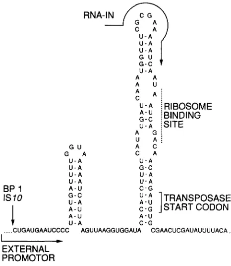 FIGURE 2,”ISIU region scripts is blocked transposase  expression  from  readthrough  tran- by sequestration of translation start signals in a of secondary  structure