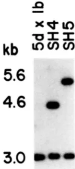 FIGURE 3.-Confirmation sis. ferred rrpl::TRPl DNA of rrpl-disrupted allele.  Genomic from 5d X Ib,  the parental strain, and two potential strains, SH4 and  SH5, was analyzed by Southern analy- DNA was digested with EcoRI, resolved on agarose gels, trans- 