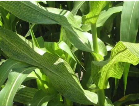 Figure 12. Maize Plants Infected by MSD (Karavina, 2014).