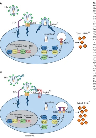 Figure 8. Suggested mechanism by which HIV-specific Abs that don’t block CD4 binding enhance type I IFN-s