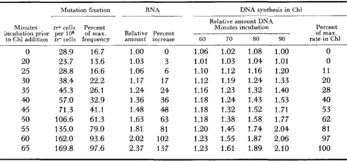 TABLE 4 Relation between “mutation fixation”, amount and subsequent rate of D N A  synthesis of R N A  synthesized at chloramphenicol addition in presence of chloramphenicol 