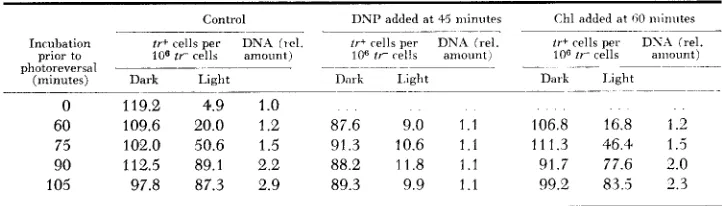 TABLE 6 Effect of chloramphenicol and dinitrophenol on loss of mutation photoreuersibility 