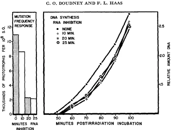 FIGURE 1.-Effect coli strain WP2 