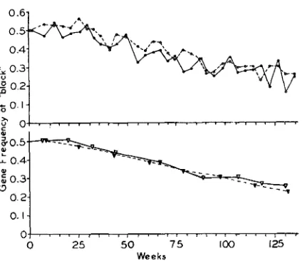 FIGURE 9.-Upper curves: the frequencies of the gene "black" in two population cages deter- average gene frequency of "black" in the two cages (solid line and curve (broken line and mined approximately evyry fourth week from a sample of 200 adults per cage