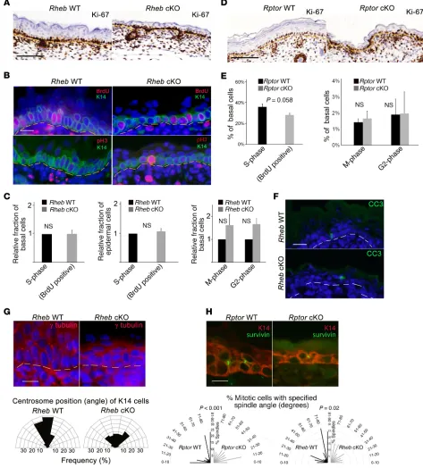 Figure 2. mTORC1 loss of function does not significantly alter epidermal proliferation or apoptosis, but is associated with abnormal mitotic polariza-tion