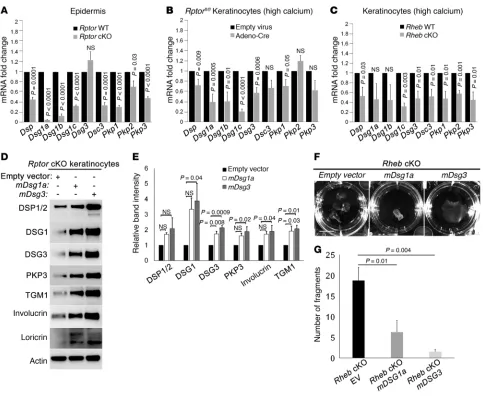 Figure 4. mTORC1 loss of function is associated with reduced desmosomal mRNA expression and is compensated by transfection of exogenous des-mosomal cadherins
