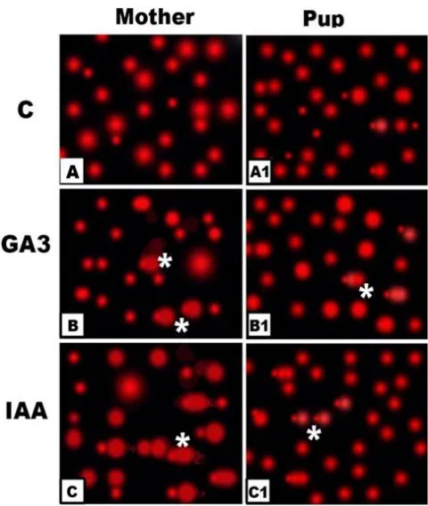 Fig. 8. Genomic DNA fragmentation of retina of gibberellic and indoleacetic acid -treated  mothers and their offsprings showing increased DNA band fragmentation  
