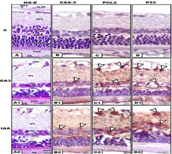 Fig. 2. Formalin-fixed histological and immunochemical staining of section of  maternal retina